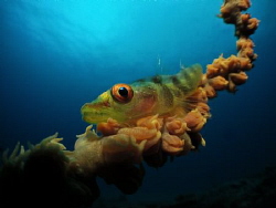 Whip Coral Goby taken with a Canon S95 in Recsea Housing ... by Jenny Strömvoll 